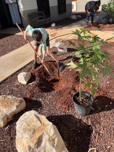 PLANTING TREES TUES 20.05.25 PIC 6